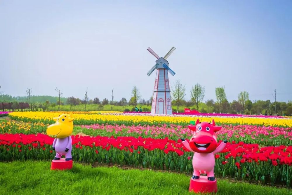 相约安徽·向春而行丨宿州植物园,各色郁金香竞相开放,高处俯览,仿佛