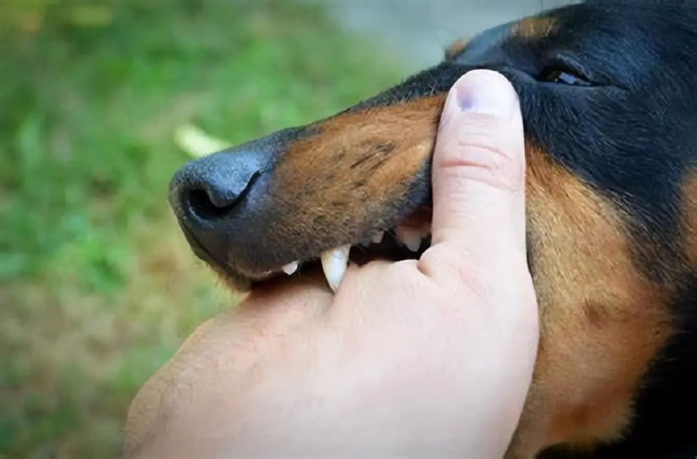 八岁男童被狗抓伤后不幸患狂犬病死亡!划重点:当天晚上小狗死亡