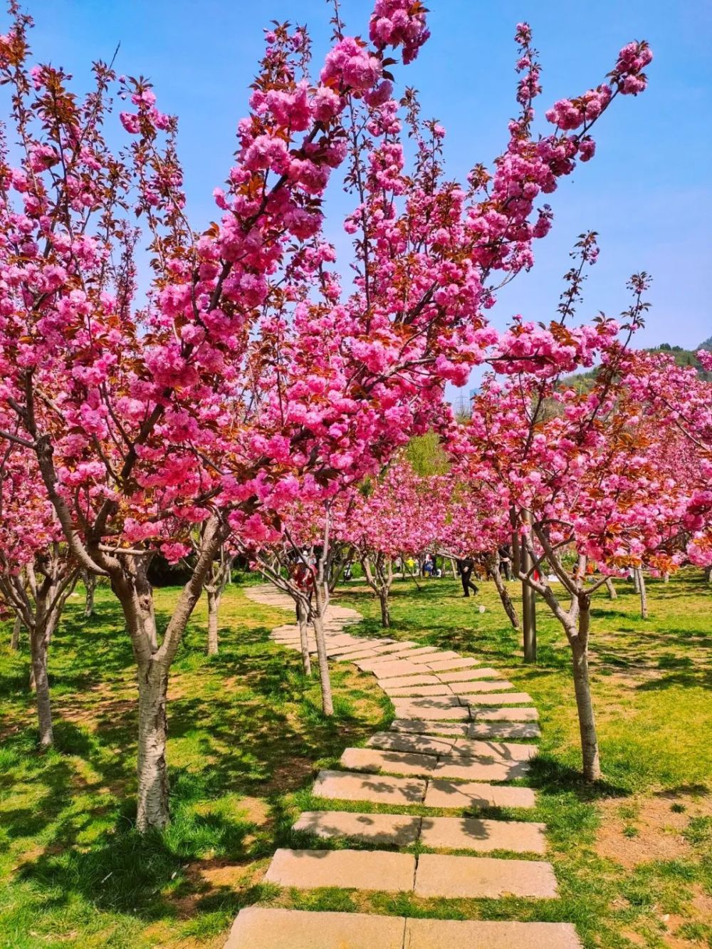 大连六个樱花观赏地,每一个地方都有大片樱花_腾讯新闻