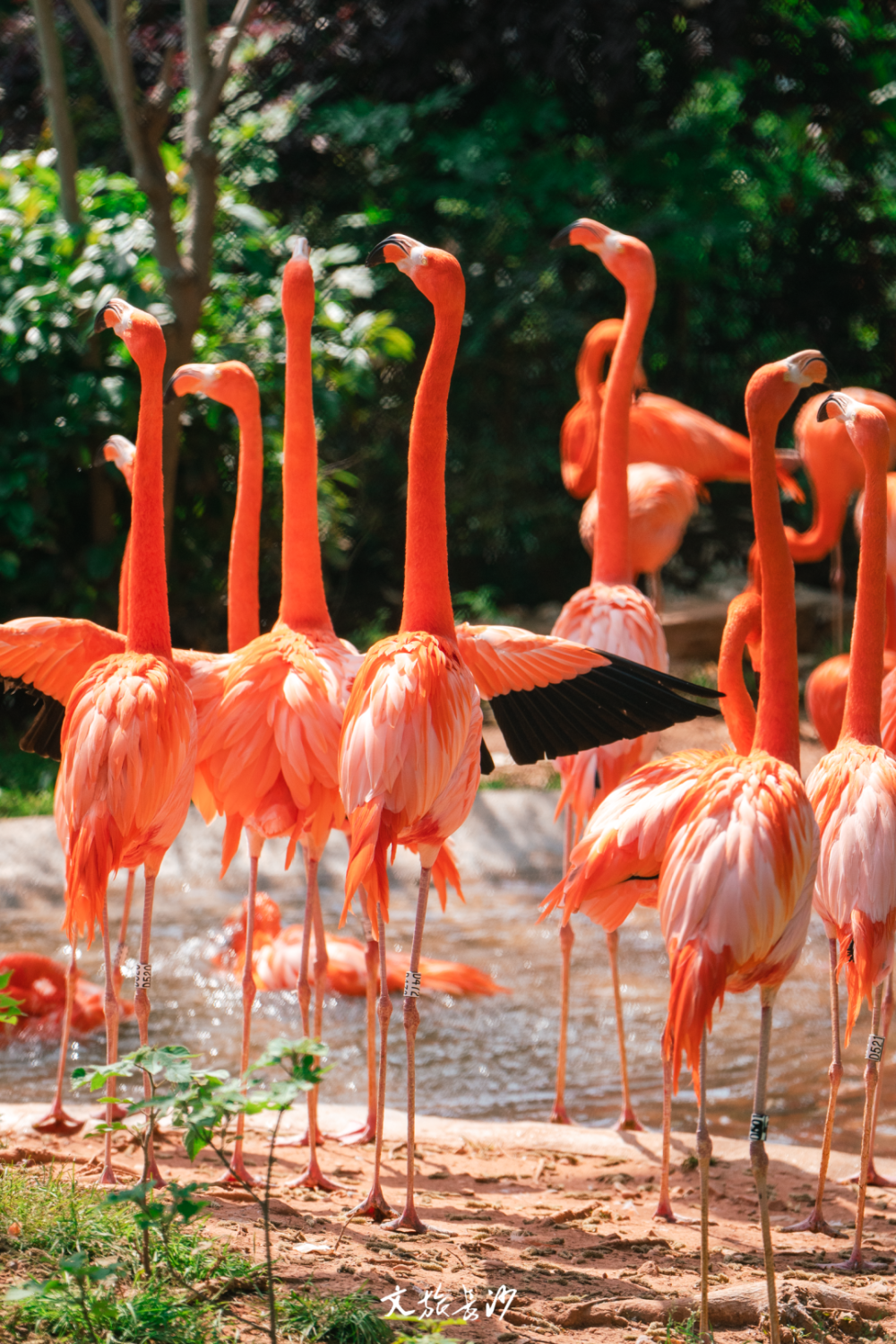 星城漫遊萌萌萌快去長沙動物園裡開派對