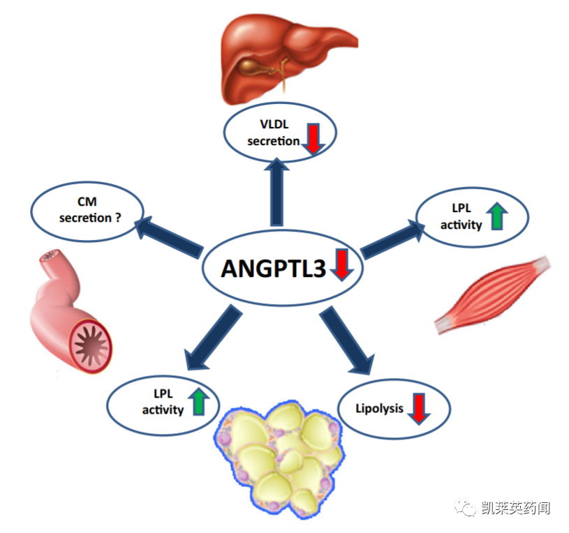 君实生物：将国内首款ANGPTL3 siRNA推向临床_腾讯新闻