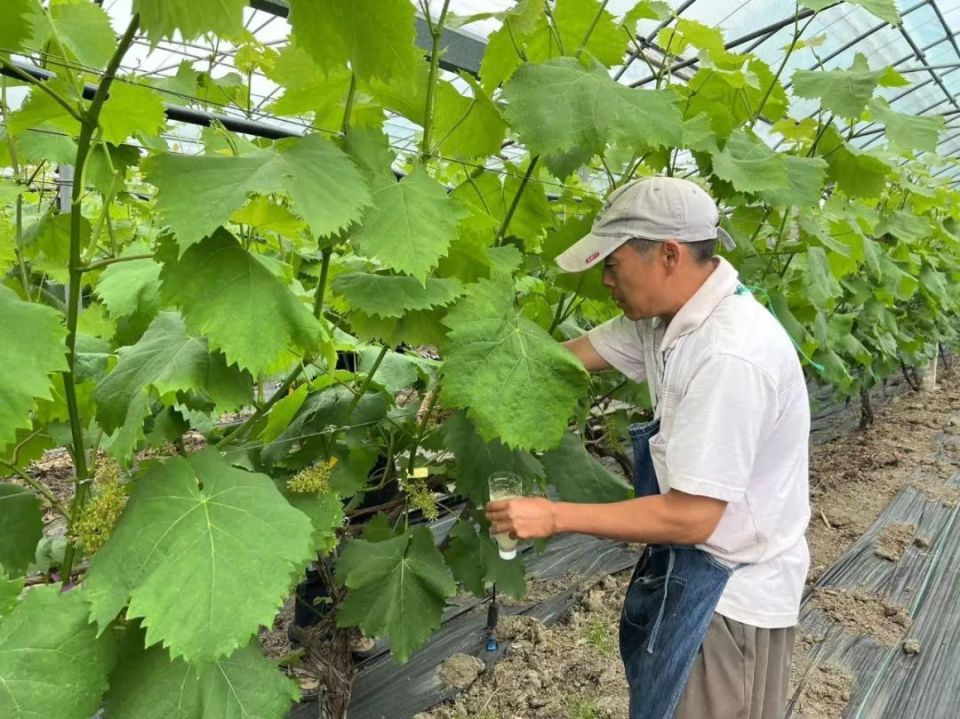 黑皇晴王夏黑今年夏天的葡萄值得期待