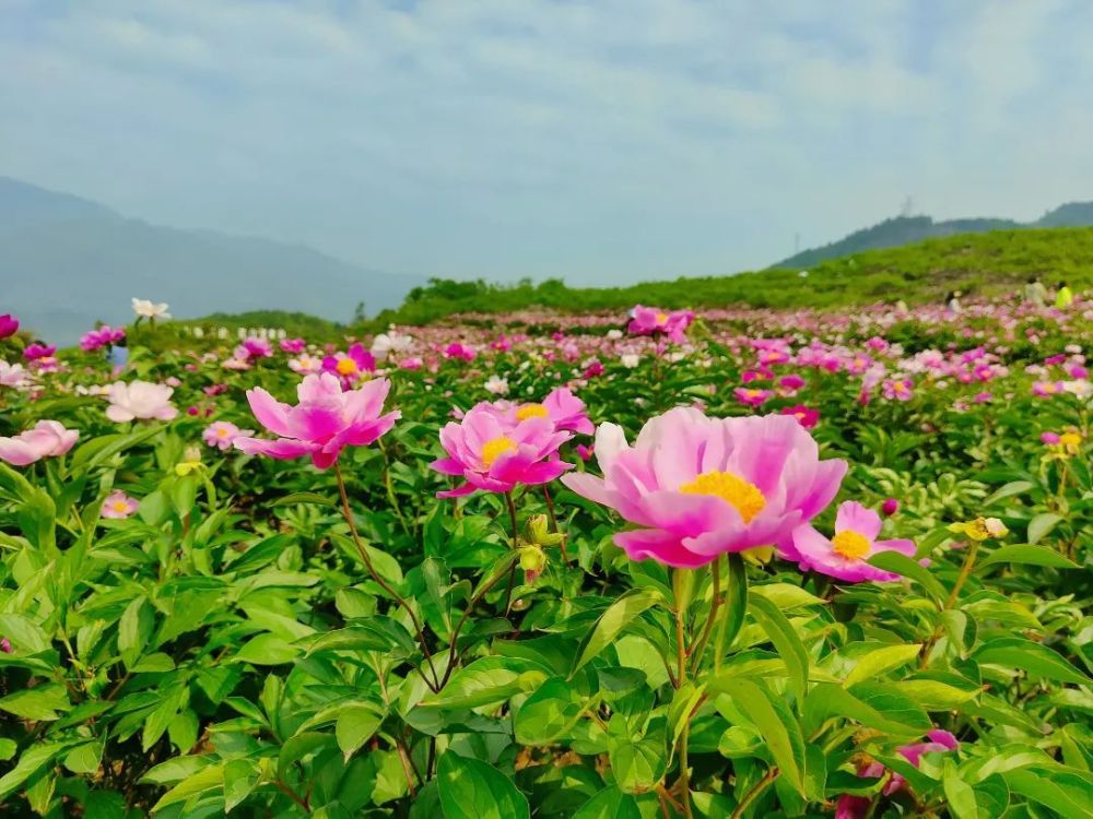 芍藥薔薇珙桐樂山這4大賞花秘境週末去剛剛好