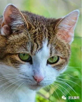 四川简州猫猫耳朵图片