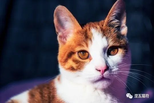 中华田园猫丨简州猫