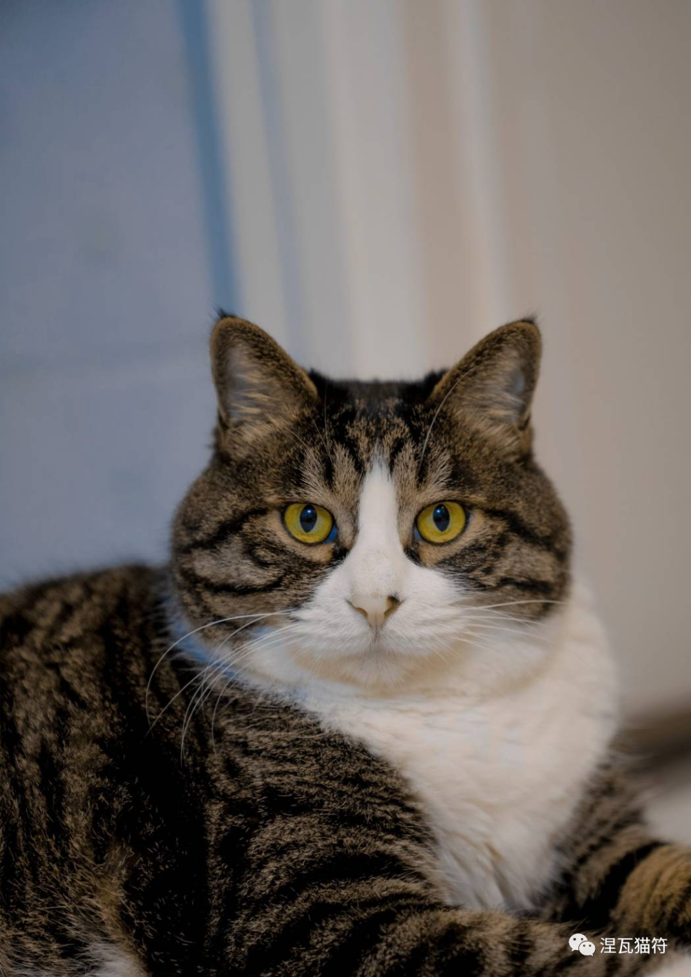 中华田园猫丨简州猫