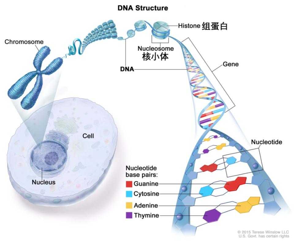 长新冠患者的基因表达可能乱了套_腾讯新闻