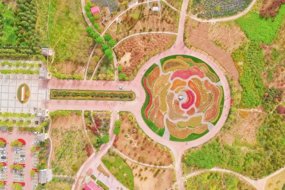 来宿州植物园赏花,郁金香开得正好_腾讯新闻