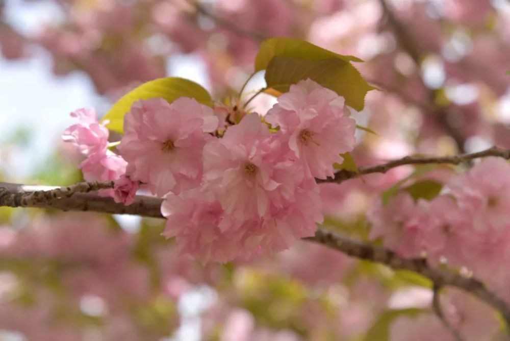 樱花盛开的地方一起出发吧~趁着春光正好咱昌平粉色樱花已经上线小圈