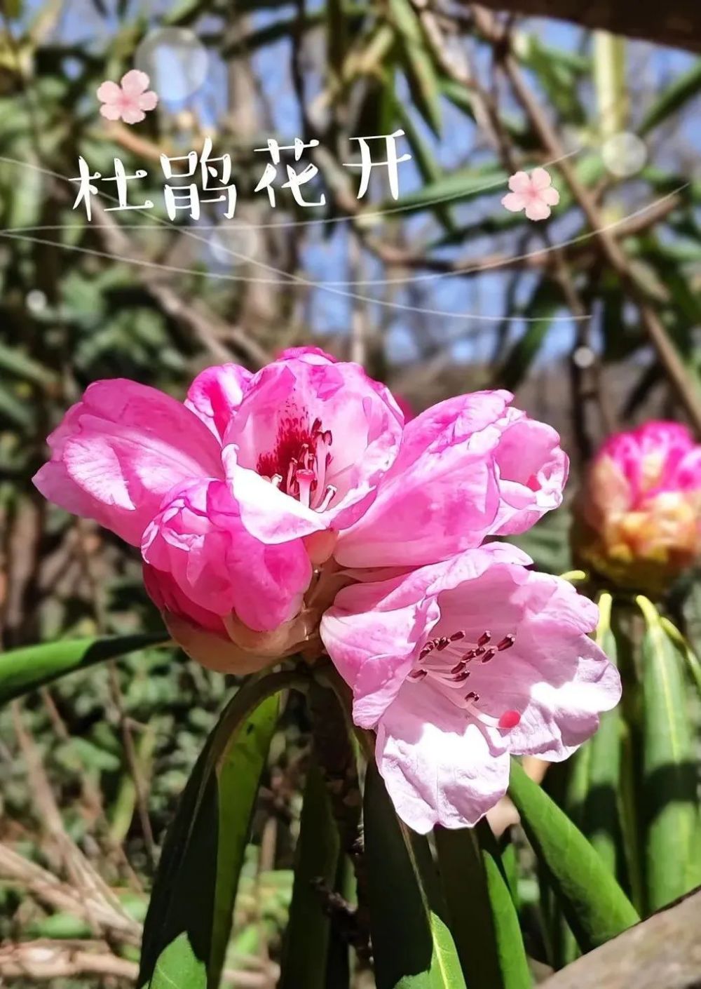 宜昌赏花的景区介绍图片