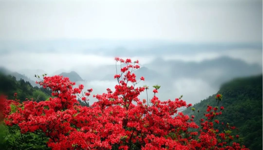 宜昌看花景点推荐图片