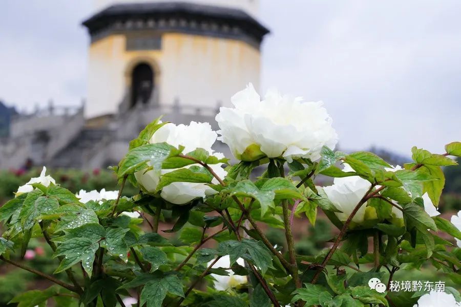 音画麻江县同和状元府这里藏着一个美丽的牡丹园