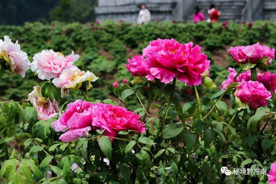 音画麻江县同和状元府这里藏着一个美丽的牡丹园