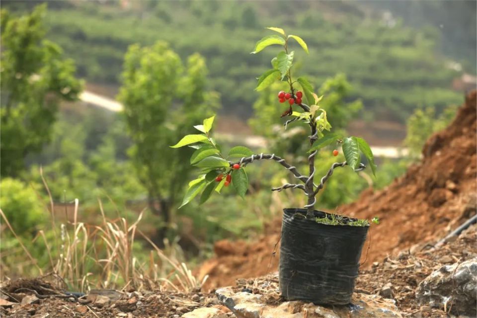 毕节玛瑙红樱桃图片