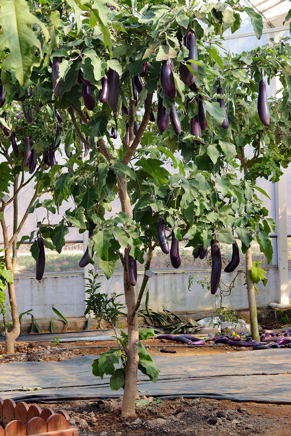 多宝茄树诞生一棵树上结了茄子番茄枸杞
