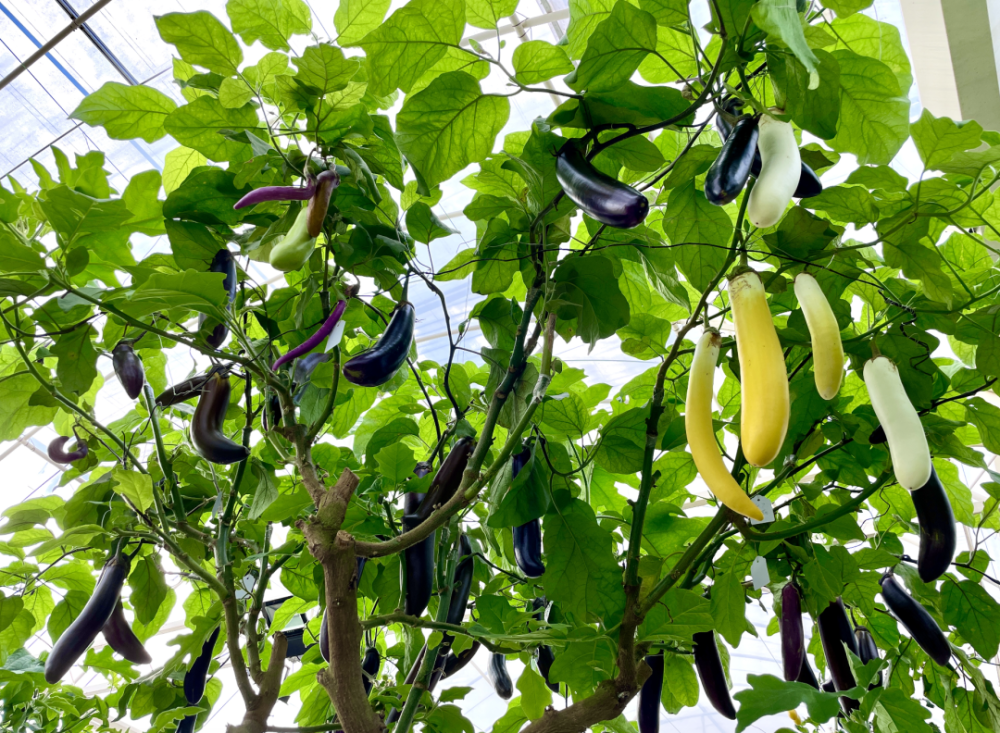 一棵树上结了茄子 番茄 枸杞 ……_腾讯新闻