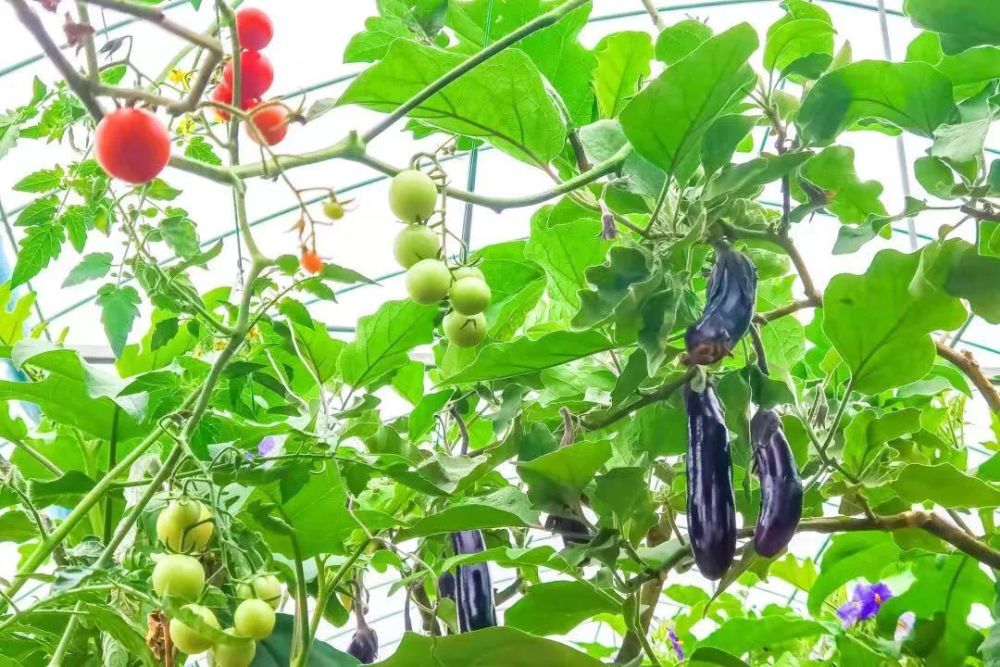 "多宝茄树"诞生!一棵树上结了茄子 番茄 枸杞 ……_腾讯新闻