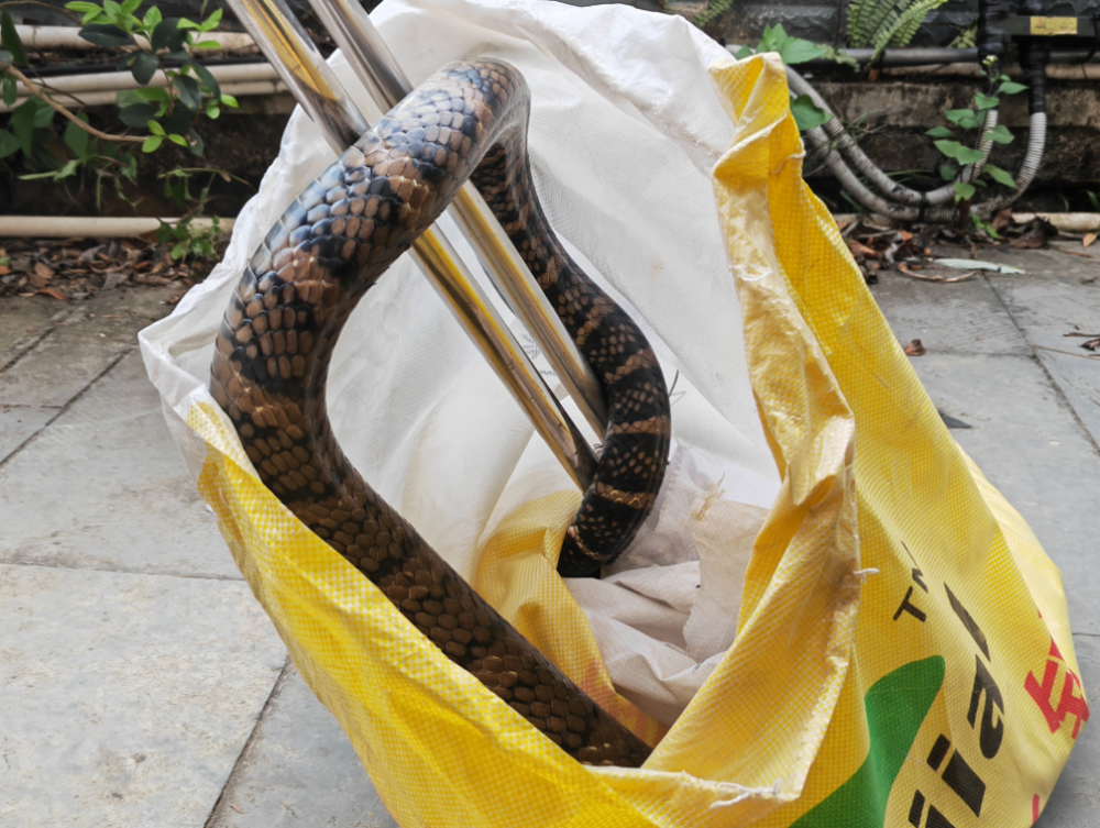 钻入车内盘旋房顶黔西南近期蛇出没频繁消防捕蛇不打烊