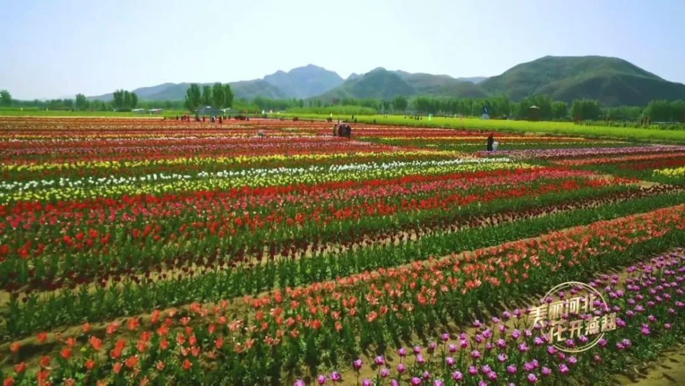 美丽河北花开燕赵保定狼牙山绚丽花海邂逅春日浪漫