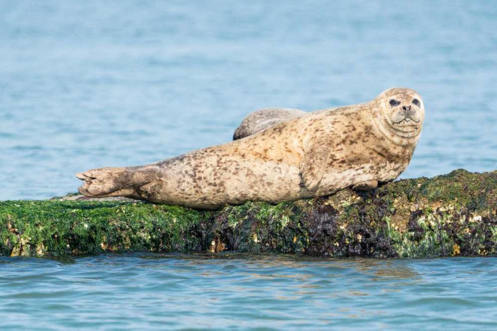 斑海豹享受"日光浴"_腾讯新闻