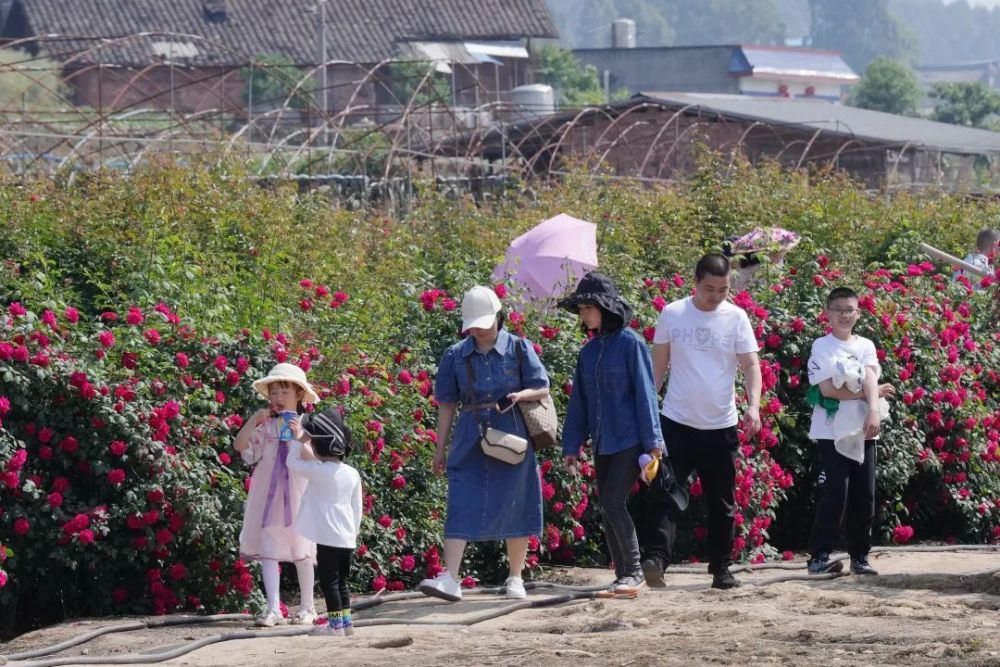 據悉,雷溝村玫瑰莊園內現有節日禮花,龍沙寶石,橘紅女王等近80個鮮花