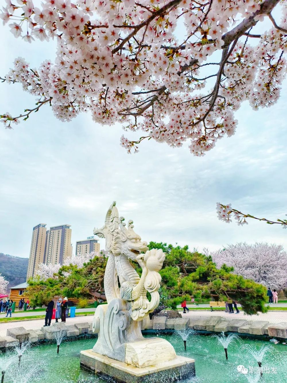 大连最美樱花观赏地,龙王塘樱花园_腾讯新闻