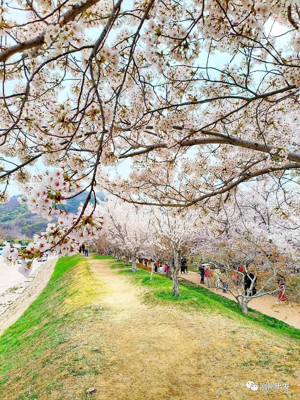 大连最美樱花观赏地龙王塘樱花园