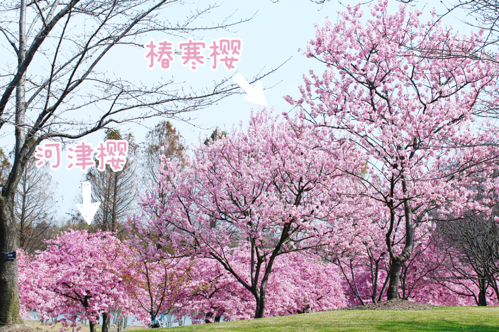 早樱、中樱、晚樱 一篇带你分清楚_腾讯新闻