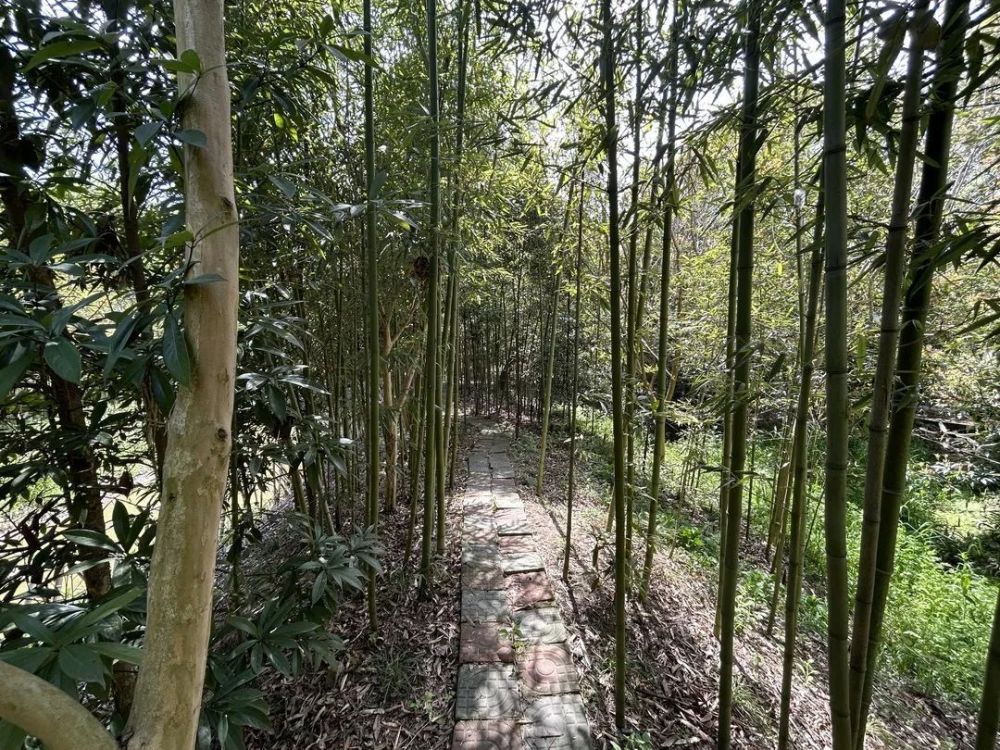 春光正好,来青浦竹博园挖掘"春天的味道"～_腾讯新闻