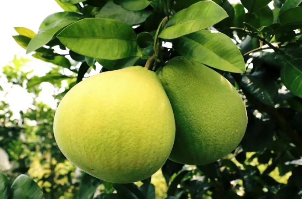 好商品 贵港销｜清甜爆汁，“柚”惑十足_腾讯新闻