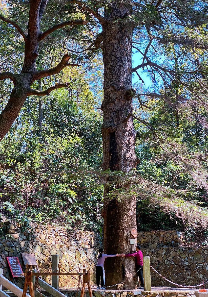 联合问诊！保住南安这棵千年古树！_腾讯新闻