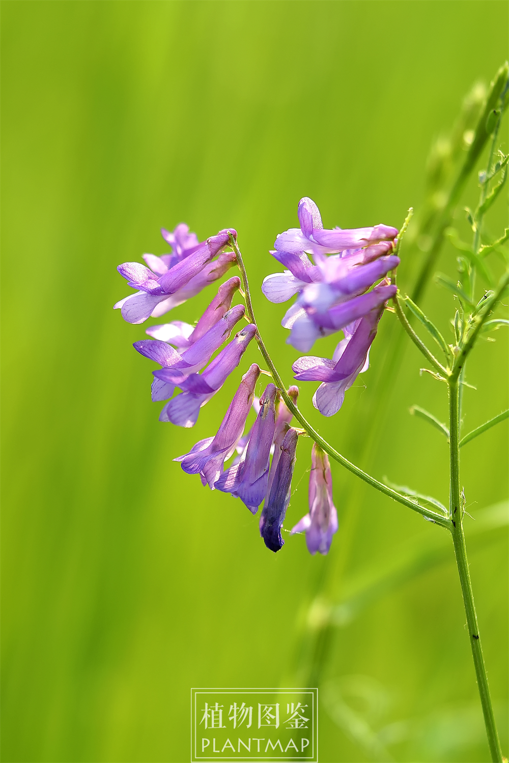 草长莺飞杂花乱,野豌豆最乱_腾讯新闻