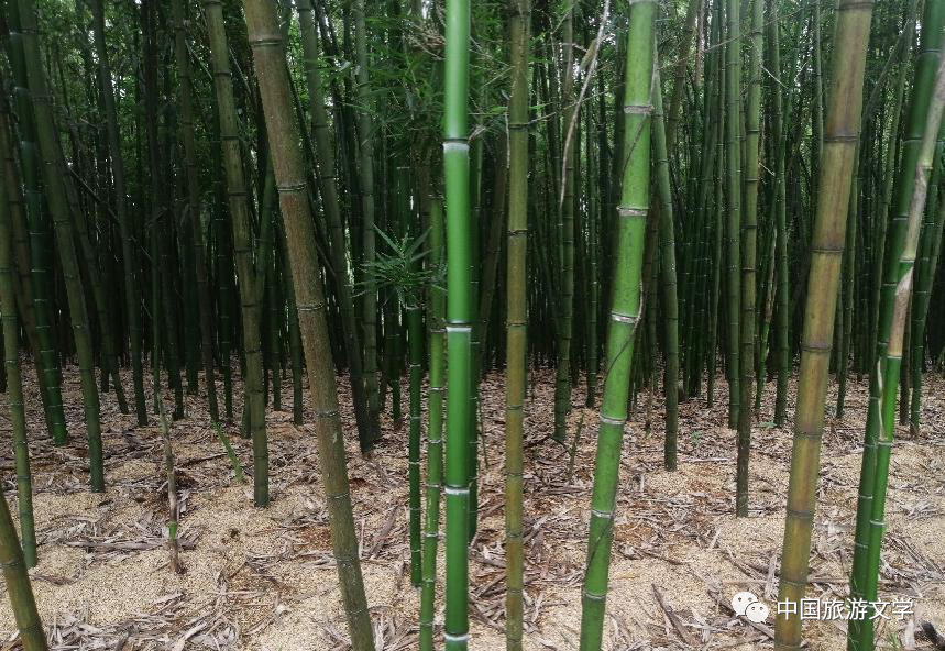 行走丨走进钱江之源_腾讯新闻