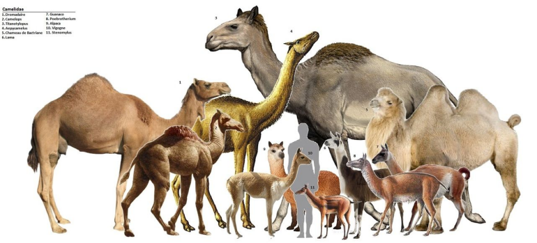 最早的骆驼只有兔子大小一文读懂骆驼的进化史