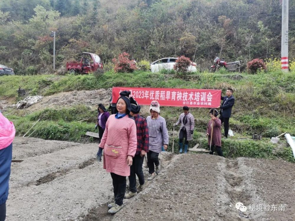 时讯台江县方召镇水稻旱育秧让群众米袋子更鼓