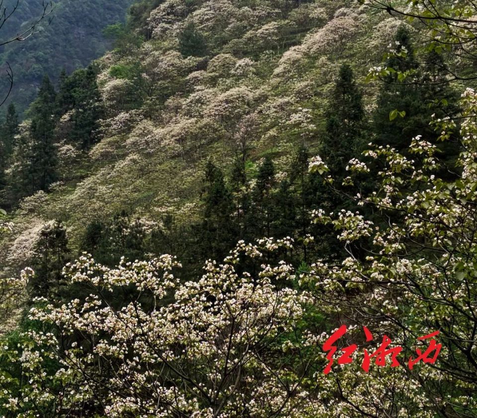 叶红专:桐花寨里桐花艳