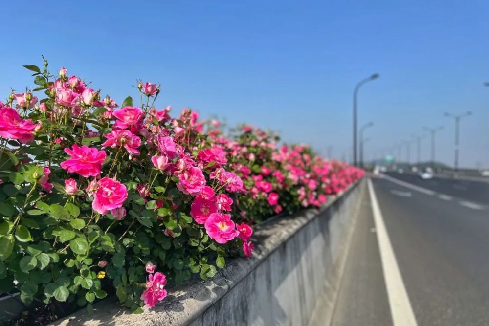 近日,不少杭州市民发现,各大高架上的月季花渐次盛开,尤其是秋石高架