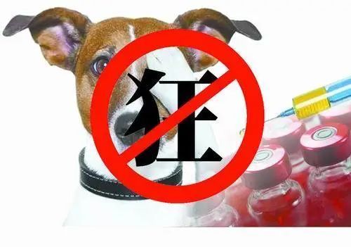 貓等動物咬人或動物時,唾液中的狂犬病病毒經傷口侵入機體而引發感染