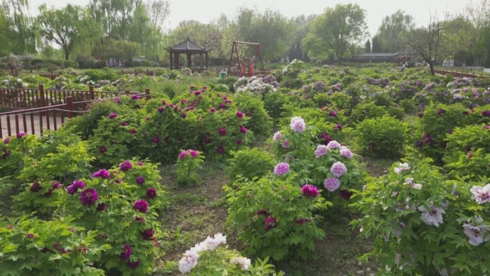 这么近 那么美 周末到河北丨邢台柏乡汉牡丹园:"天香"弥漫千年历史 "