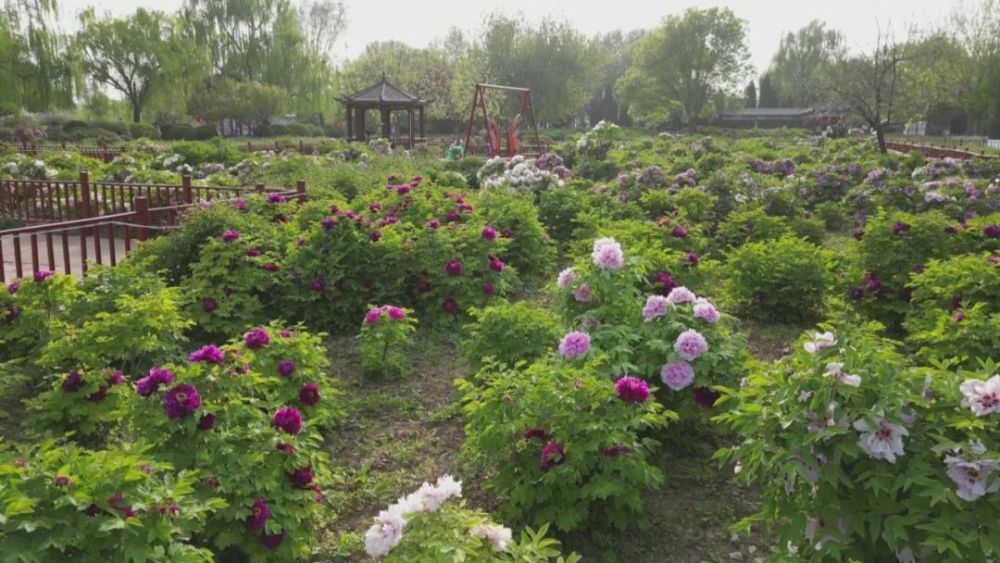 這麼近 那麼美 週末到河北丨邢臺柏鄉漢牡丹園: