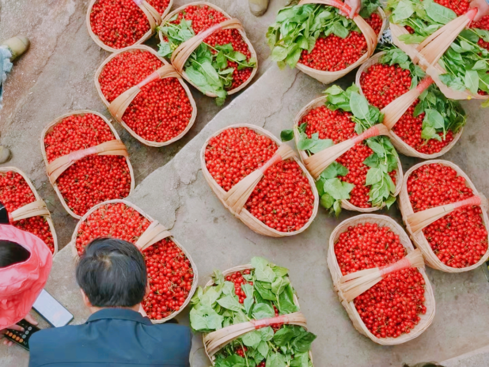 织金县猫场镇春风绿染引子渡湖畔樱桃悄然红