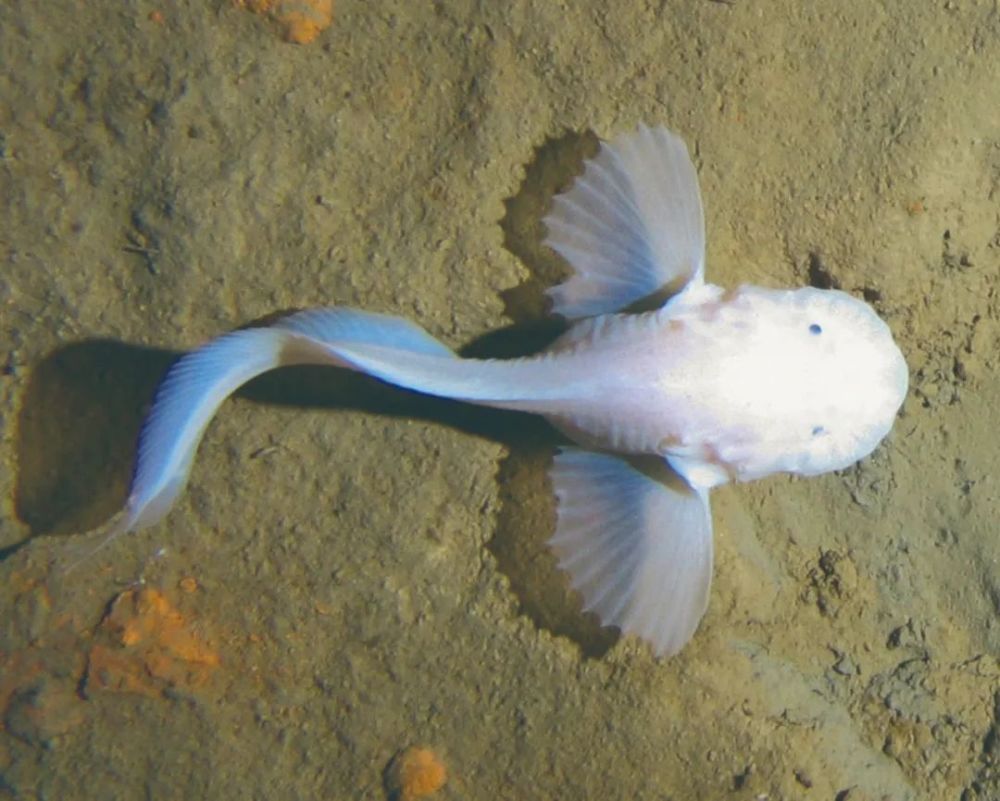 蝸牛魚深海生存的秘訣_騰訊新聞