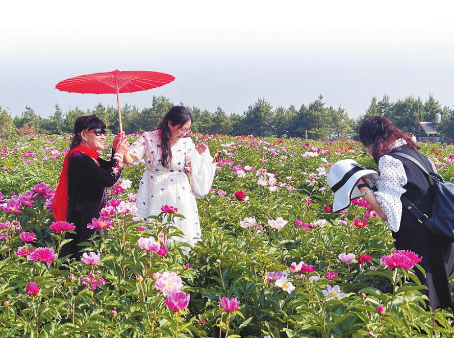 滇香国色植物园芍药牡丹花正艳