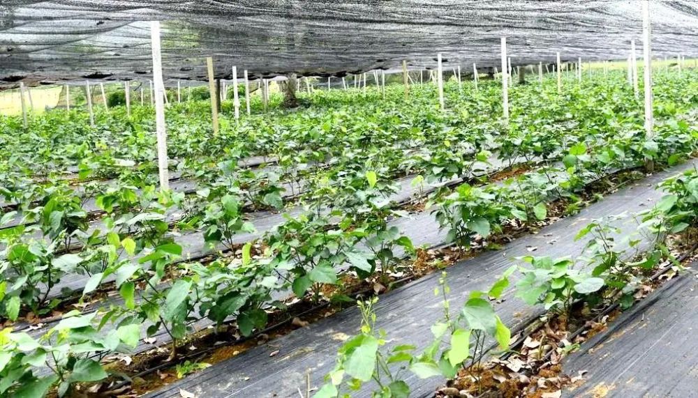 在龙州县响陇农业科技有限责任公司赤苍藤种植基地,一株株赤苍藤根茎