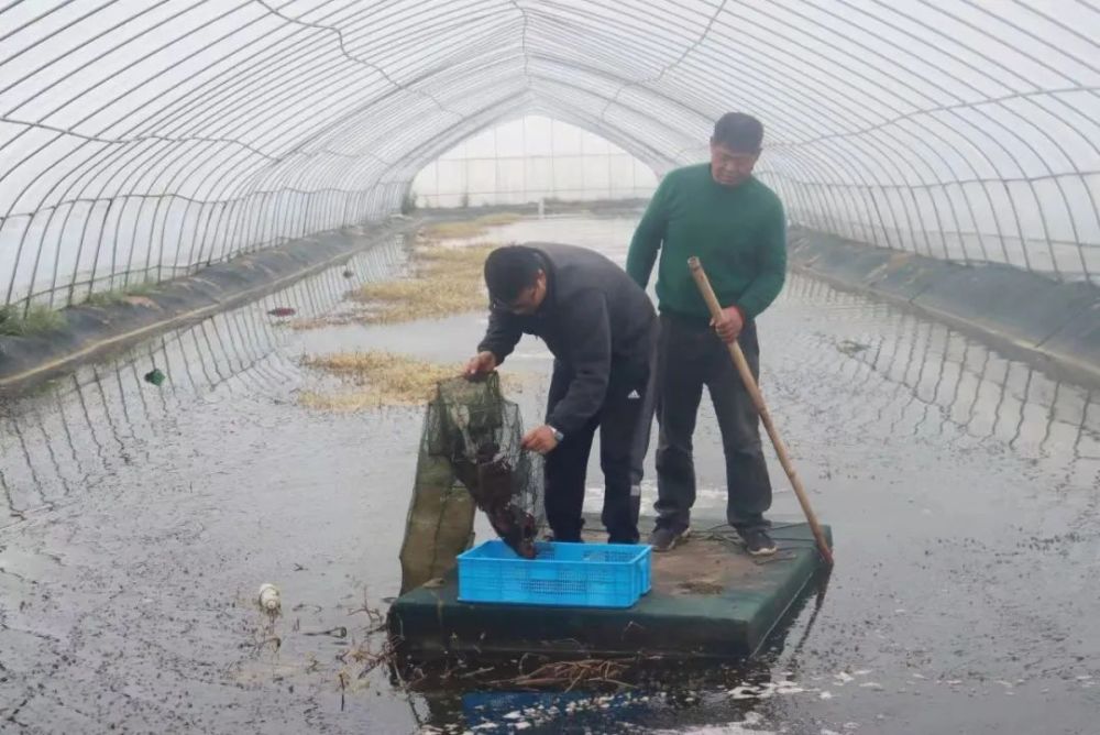 致富经小龙虾养殖技术_致富经小龙虾_致富经龙虾养殖视频全集