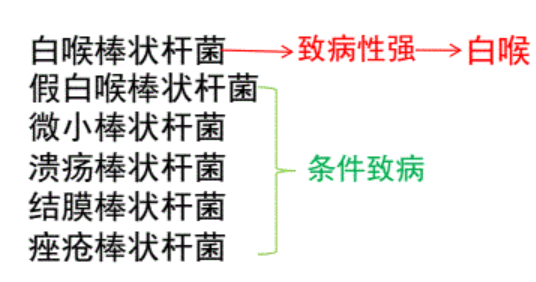 “重识”白喉棒状杆菌_腾讯新闻