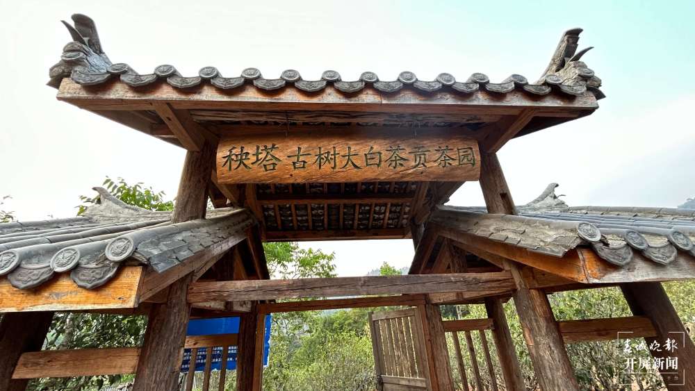 有一种叫云南的生活|首届"景谷秧塔大白茶"开采节依托茶祖文化点亮