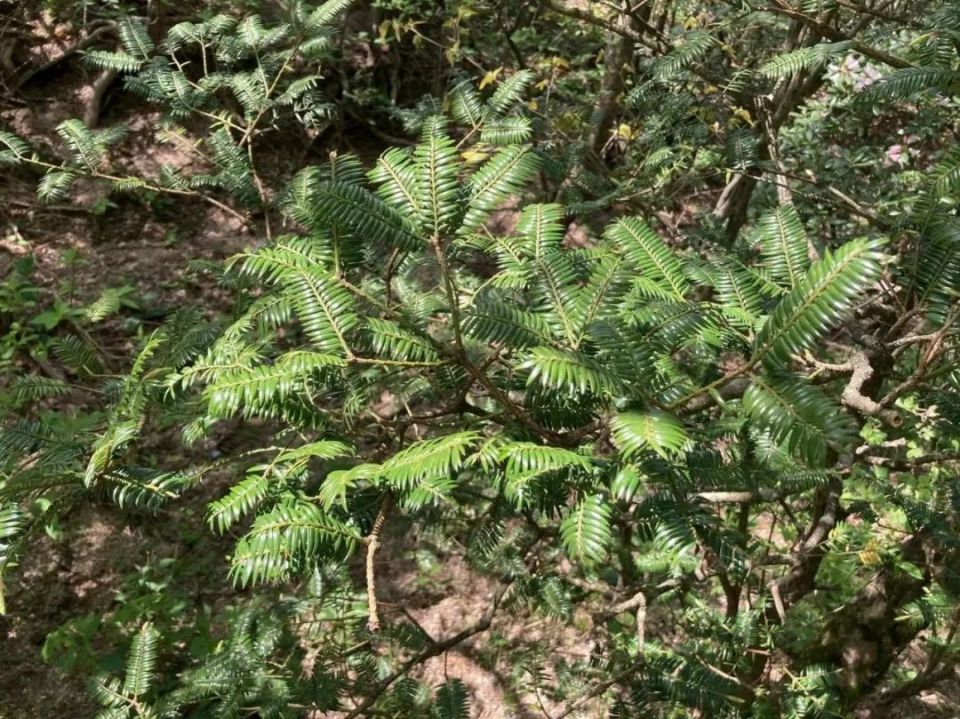 本期荐读｜封面关注：安徽黄山首次发现巴山榧树_腾讯新闻