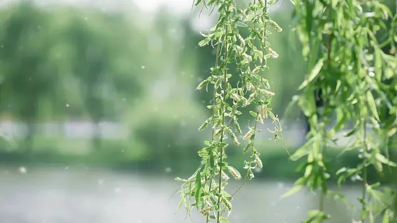 杨絮柳絮满天飘，预防应对有妙招！_腾讯新闻