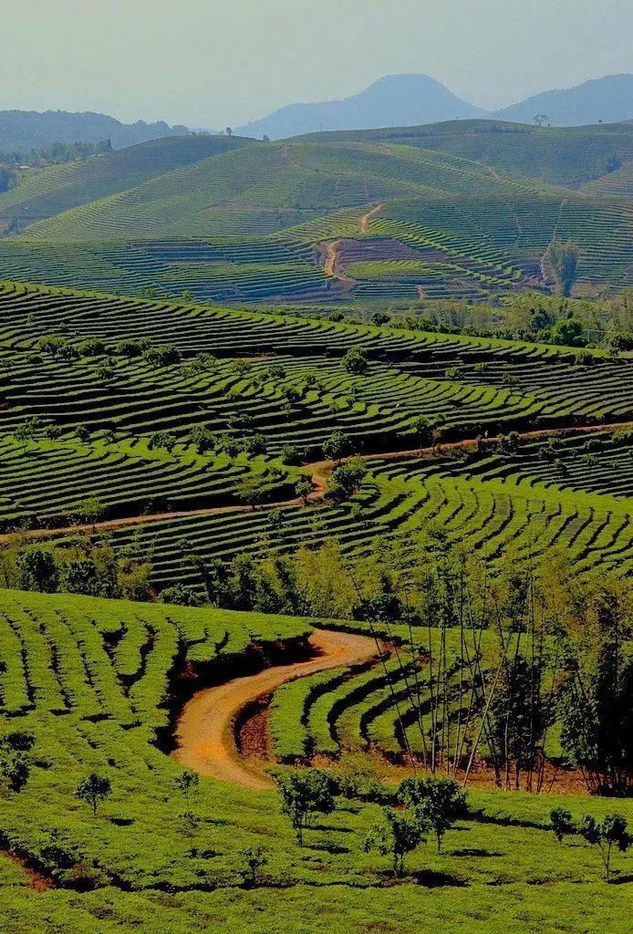 云南的茶山图片